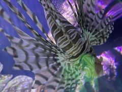 -悉尼海洋生物水族馆