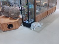 -藏猫猫咖啡主题馆(中央大道店)