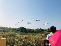 -盐城丹顶鹤湿地生态旅游区