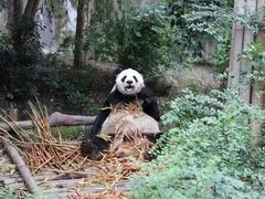 -成都大熊猫繁育研究基地