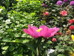-双季花艺园艺市场(浦东店)