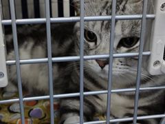 -伟伟宠物医院·CT影像中心·瑞派犬猫综合性门诊(汉口总院)