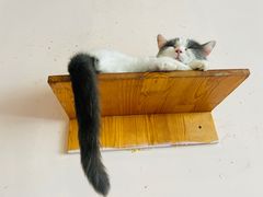 -喵匠猫主题咖啡(凯德和平广场店)