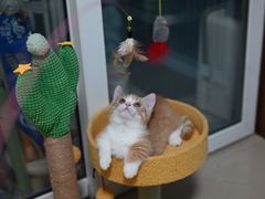 -瑞鹏宠物医院·骨科·猫科·内科(第一中心)