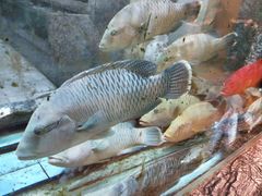 -海逸海鲜酒家(古北店)