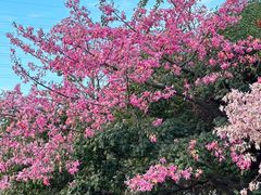 -丹樱生态园