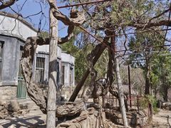 -泰山风景名胜区-普照寺