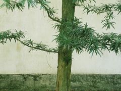 -虎跑公园