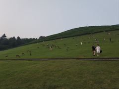 -奈良公园