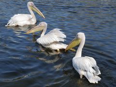 -沈阳森林动物园