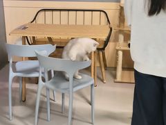 -豆逗聊愈猫阁Easy Life