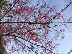 iphone_upload_pic-天适樱花悠乐园