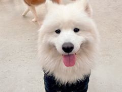 -星多哈·狗咖·拼豆·咖啡