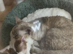 -momokira米努特·德文卷毛猫·棉花面纱犬