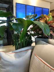 -北京米扬丽格医疗美容·联合丽格鼻整形中心