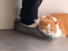 -飞行喵MR PILOT|猫舍·猫咖(静安大融城店)