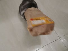 -宠福鑫康馨动物医院·骨科·眼科