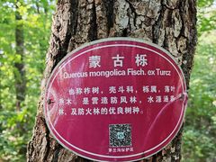 -茅兰沟国家森林公园