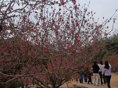 -南国桃园旅游度假区