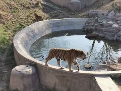 -石家庄市动物园