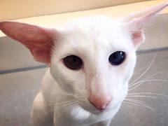 -飞行喵MR PILOT|猫舍·猫咖(静安大融城店)