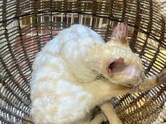 -藏猫猫咖啡主题馆(中央大道店)