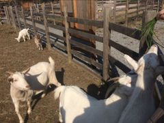 -前小桔亲子创意农场·草莓采摘·露营烧烤