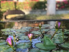 -三亚海棠湾万丽度假酒店