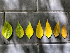 -三里屯东五街银杏大道