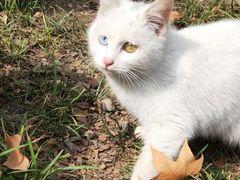 -幸福西饼生日蛋糕·下午茶(大明宫万达店)