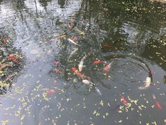 -大东方海鲜酒楼(小武基桥店)