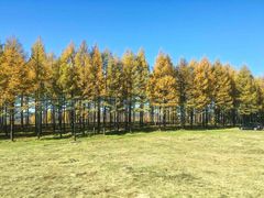 -塞罕坝国家级自然保护区