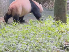 -都江堰中华大熊猫苑