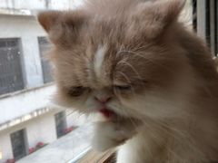 -more than meow吴止猫主题餐厅(承德 中船汇店)