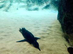 -悉尼海洋生物水族馆