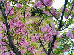 -铁山坪森林公园