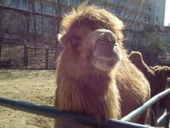 -大连森林动物园