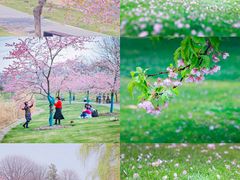 -上海共青森林公园