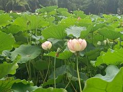 -陈家山荷花公园