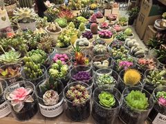 -双季花艺园艺市场(浦东店)