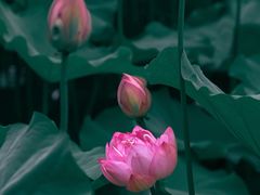 -陈家山荷花公园