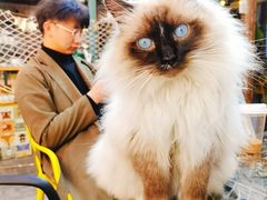 -喵屿·大理花园猫咖