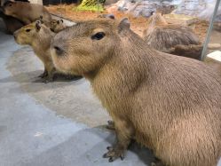 -Zoolung Zoolung动物主题公园(海信广场店)