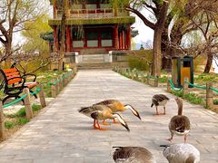 -颐和园-景明楼