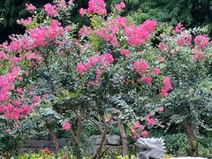 -深圳国际园林花卉博览园