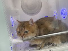 -爱洗澡的猫(望京店)