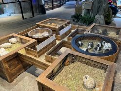 -酷嗒动物文化乐园(cutezoo西溪乐天城店)