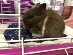 -钓仓鼠(洋桥北里小区店)