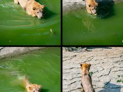 -常州淹城野生动物世界