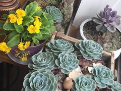 -四姑娘山阿巴郎·藏式花园餐厅